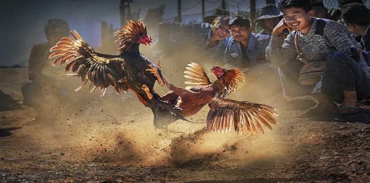 Main changes in cockfighting laws in 2025